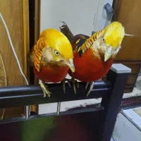 طاووس بلژیکی خروس زینتی در سنین مختلف