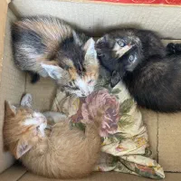 واگذاری بچه گربه