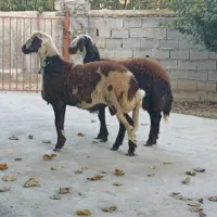 دو عدد قوچ توقلی|حیوانات مزرعه|سیمین شهر, |دیوار