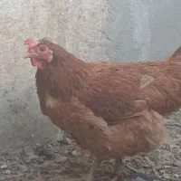 مرغ رسمی و خروس|حیوانات مزرعه|قم, شهرک امام حسین|دیوار