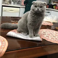 گربه اسکاتلندی