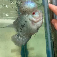 فلاور هورن گرید بالا