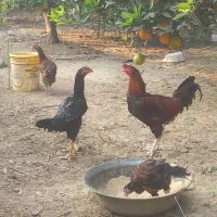 مرغ وخروس لاری