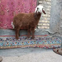 دو عدد بره یا گوسفند نر و ماده