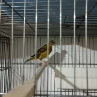 قناری ماده اماده سبز فرفری با قفس