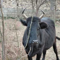 گاو دورگ محلی ۸ ماه شکم ۲ راس|حیوانات مزرعه|رشت, استادسرا|دیوار