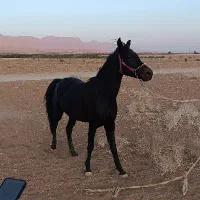 اسب فروشی|اسب و تجهیزات اسبسواری|چادگان, |دیوار