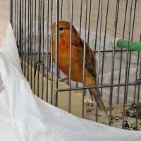 قناری برنزی نر