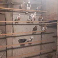 کبوتر رنگی حدود ۵ جفت همه عالی|پرنده|تهران, مختاری|دیوار