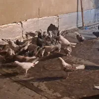 تعدادی کبوتر
