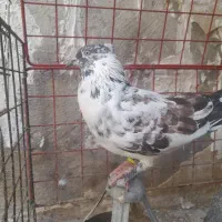کفتر