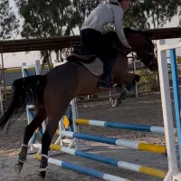 آموزش سوارکاری عکاسی سوارکاری عکاسی با اسب