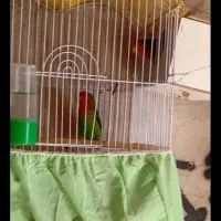 پرنده طوطی برزیلی نروماده