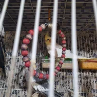 عروس هلندی|پرنده|مشهد, کشف|دیوار