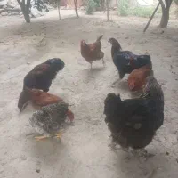 فروش مرغ ویروس