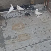 کفتر ۶تا