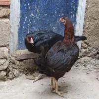 مرغ لاری(معاوضه بامرغ وخروس محلی)|حیوانات مزرعه|گنبد کاووس, |دیوار