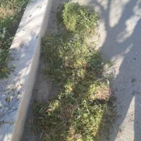 باغبانی|خدمات باغبانی و درختکاری|زاهدان, |دیوار