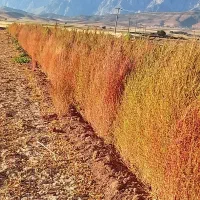 ۴۰ جریب زمین کشاورزی آبی اجاره داده بانک ملی