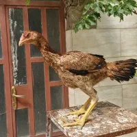 طاقچه مرغ لاری