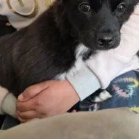 میکس پامر اشپیتز