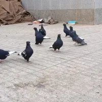 کفتر سینه سیاه کبوتر|پرنده|رشتخوار, |دیوار