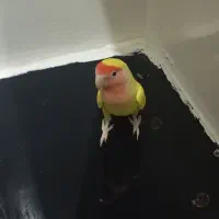 طوطی برزیلی