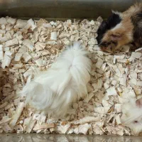 خوکچه هندی نر و ماده فشن موبلند عروسک ۴ عدد