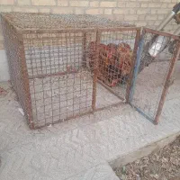 قفس تمام فنس