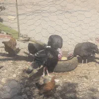 دوعدد بوقلمون نر برنزه پنج عدد بوقلمون ماده