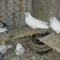 کبوتر شیخی|پرنده|سوسنگرد, |دیوار