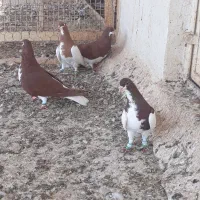 کبوتر شهری|پرنده|بوشهر, |دیوار