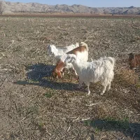 3عددبزغاله گله گرد دورگ سانن