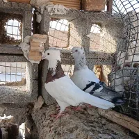 پرنده سالم وسرحال|پرنده|شوشتر, |دیوار