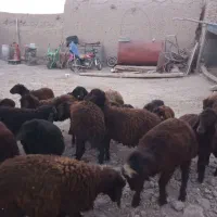 بره  قزل افشار دامازدخ،گوسفند|حیوانات مزرعه|مهربان, |دیوار