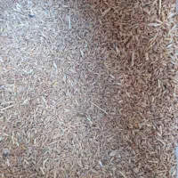 گندم قرمز|خدمات باغبانی و درختکاری|مشهد, خرمشهر|دیوار