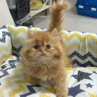 گربه خانگی نژاد پرشین و ....