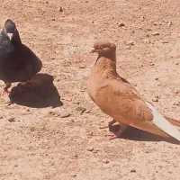 کبوتر دم سفید