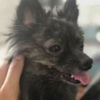 سگ پامرین اپارتمانی|سگ|اسلام‌شهر, شهرک واوان|دیوار