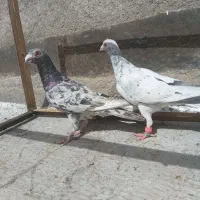 کبوترسار سینه زردطوقی آبی کرباتی گراف زرد دم سفید|پرنده|مشهد, مهدی آباد|دیوار