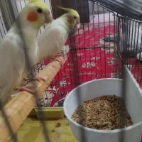 یه جفت نر و ماده عروس خوشکل کشیده|پرنده|فردیس, شهرک ارم|دیوار