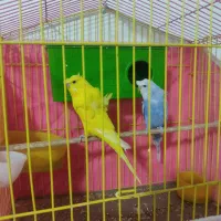 فروش جفت مرغ عشق پروانه‌ای