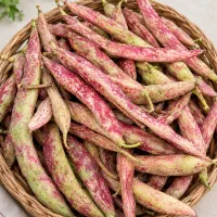 لوبیا چیتی تازه با غلاف و پاک‌شده