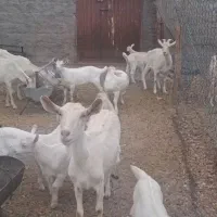 بزسانن|حیوانات مزرعه|جلگه ماژان, |دیوار