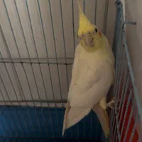 فروش عروس هلندی|پرنده|مشگین شهر, |دیوار