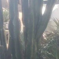 کاکتوس|گل و گیاه طبیعی|آبپخش, |دیوار