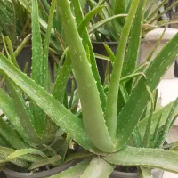 گل الوعه ورا