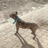 پیت بول|سگ|لنجان, |دیوار