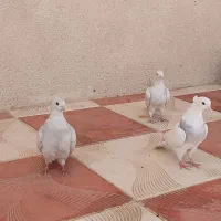 کبوتر طوقی آبی