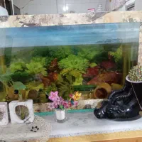 آکواریوم بدون وسایل